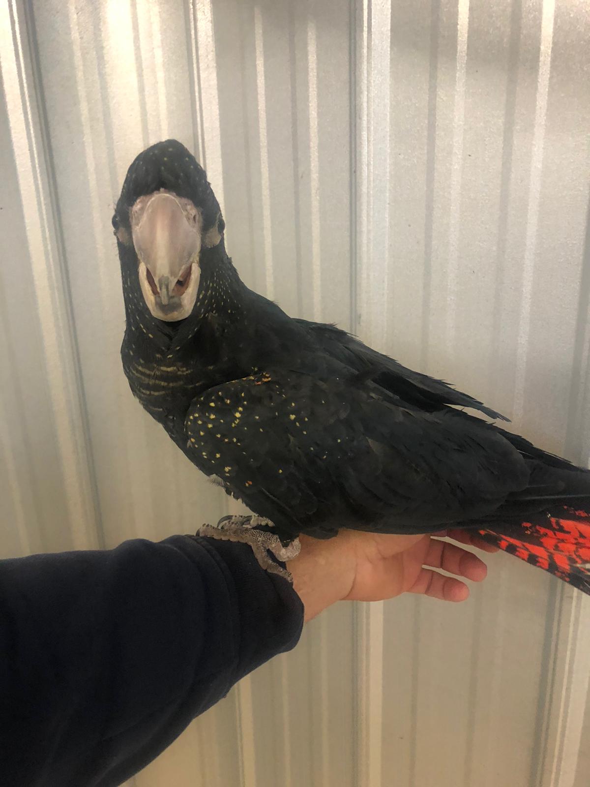 black cockatoo pet diet