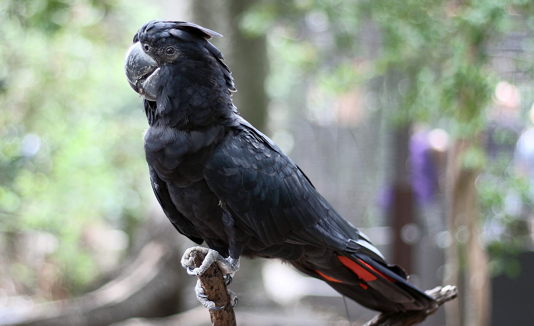 red tailed black cockatoo images